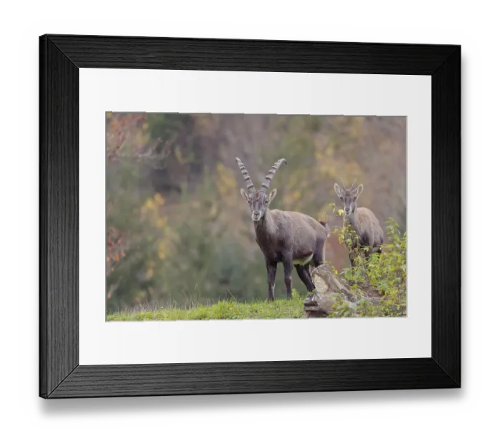 Framed Print : A male and a young ibex (Capra ibex) standing on a cloudy day on a green meadow on top of a hill