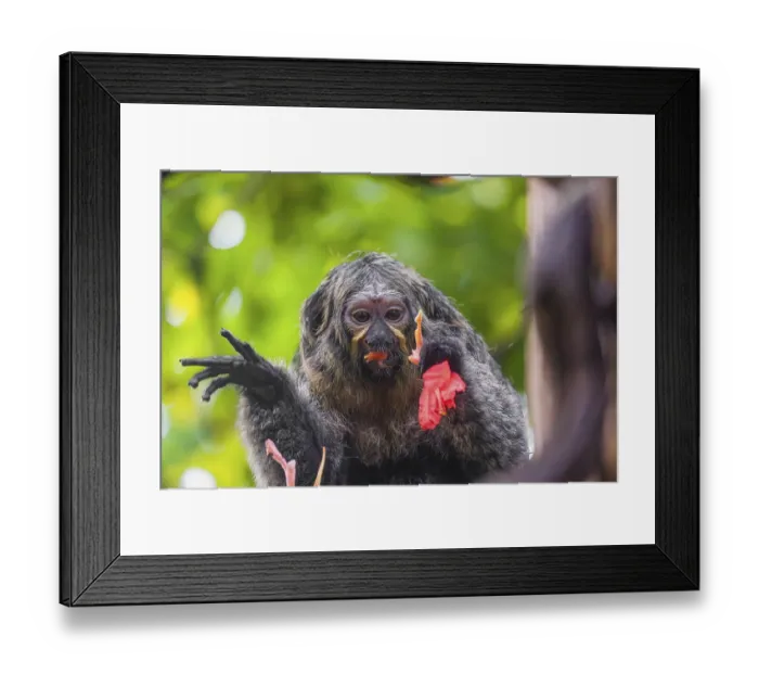 Framed Print : A female white-faced saki (Pithecia pithecia) sits in a Rose of Venezuela (Brownea grandiceps) tree
