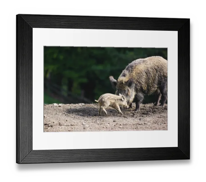 Framed Print : An adult wild boar or wild pig (Sus scrofa) Framed Print : An adult wild boar or wild pig (Sus scrofa)