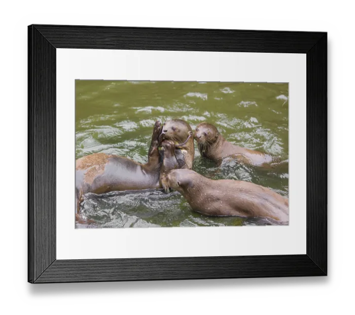 Framed Print : A family of giant otter or giant river otter (Pteronura brasiliensis) play with sunglasses
