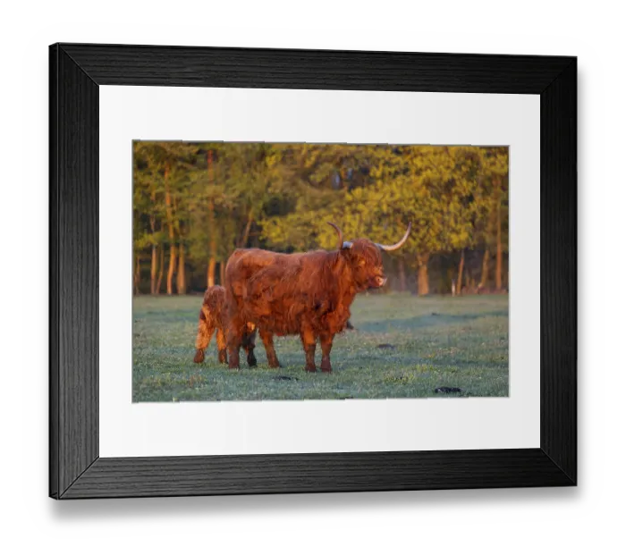 Framed Print : A highland cow (Bos primigenius taurus) suckles her calf Framed Print : A highland cow (Bos primigenius taurus) suckles her calf