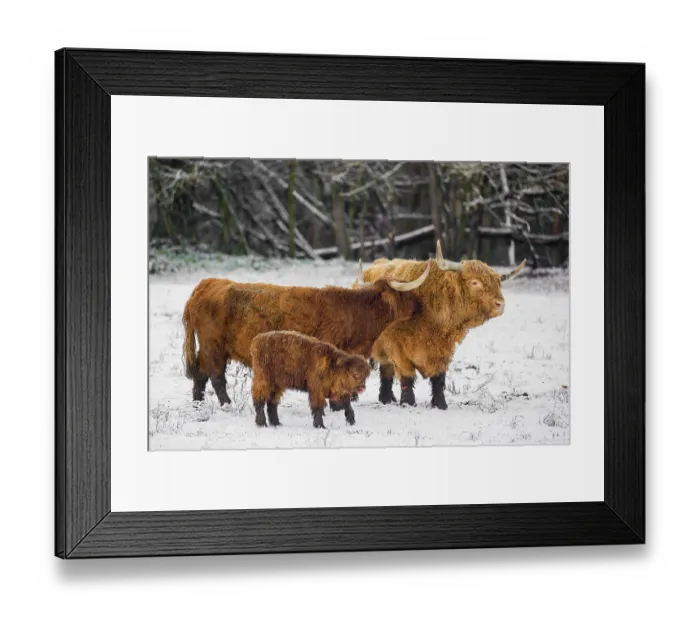 Framed Print : A family of Highland cattle (Bos primigenius) Framed Print : A family of Highland cattle (Bos primigenius)