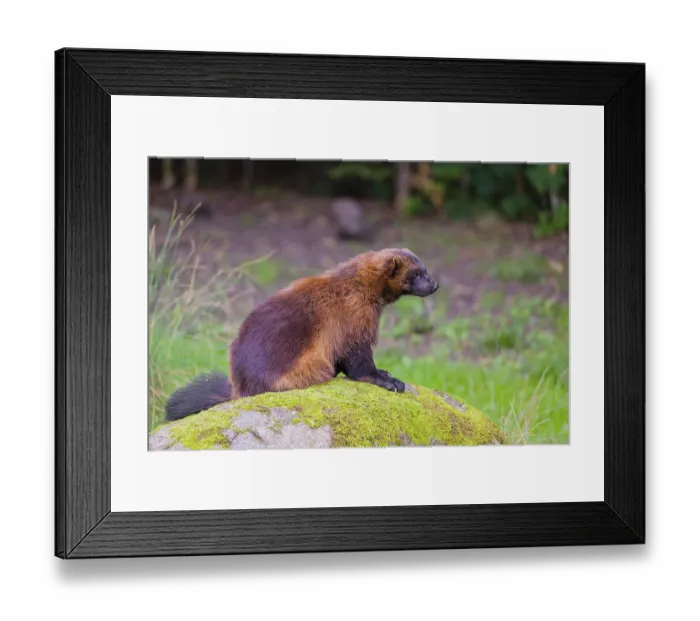 Framed Print : A wolverine (Gulo gulo) sits on a moss covered rock at a forest edge