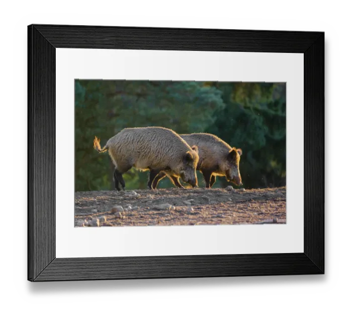 Framed Print : Two wild boar or wild pig (Sus scrofa) Framed Print : Two wild boar or wild pig (Sus scrofa)