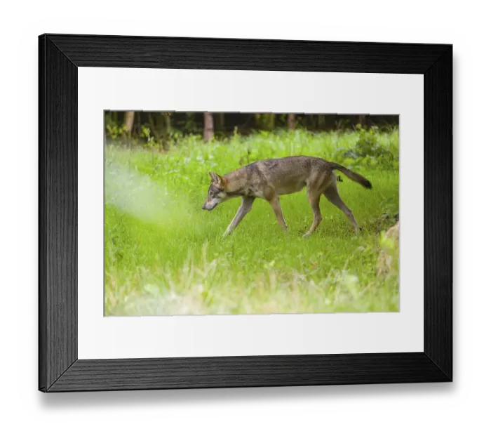 Framed Print : An adult male Eurasian gray wolf (Canis lupus lupus) runs through a forest