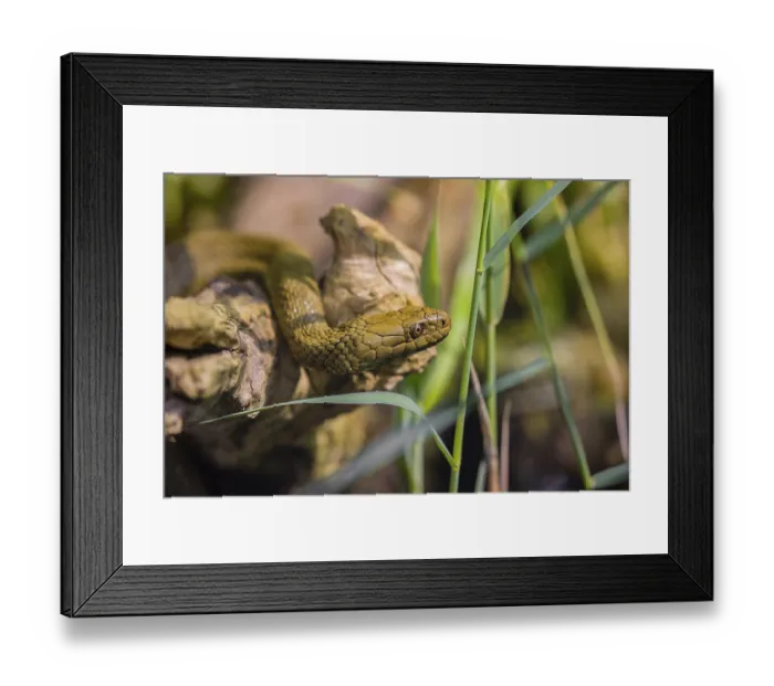 Framed Print : A dice snake (Natrix tessellata tessellata) in its habitat Framed Print : A dice snake (Natrix tessellata tessellata) in its habitat
