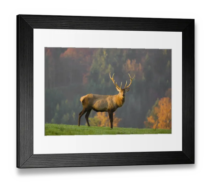 Framed Print : An Altai maral stag Framed Print : An Altai maral stag