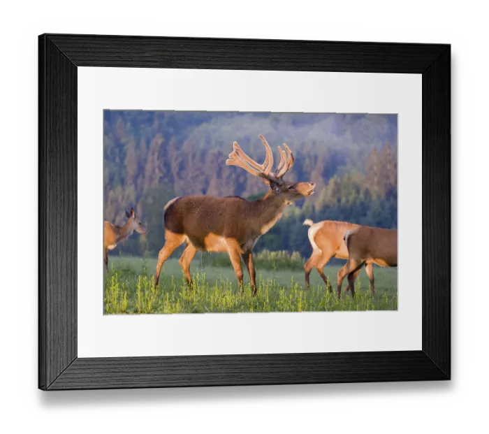 Framed Print : An Altai maral deer Framed Print : An Altai maral deer