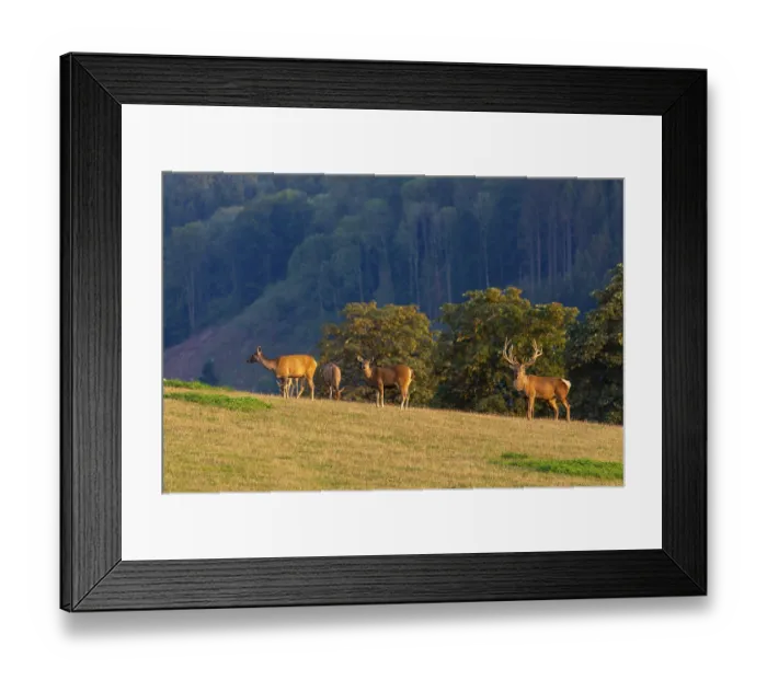 Framed Print : A herd of Altai maral