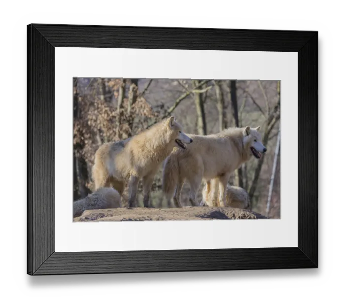 Framed Print : Two Arctic wolves (Canis lupus arctos) standing on a rock on a sunny day Framed Print : Two Arctic wolves (Canis lupus arctos) standing on a rock on a sunny day