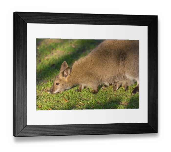 Framed Print : Red-necked wallaby or Bennett's wallaby (Macropus rufogriseus) with cub in her pouch