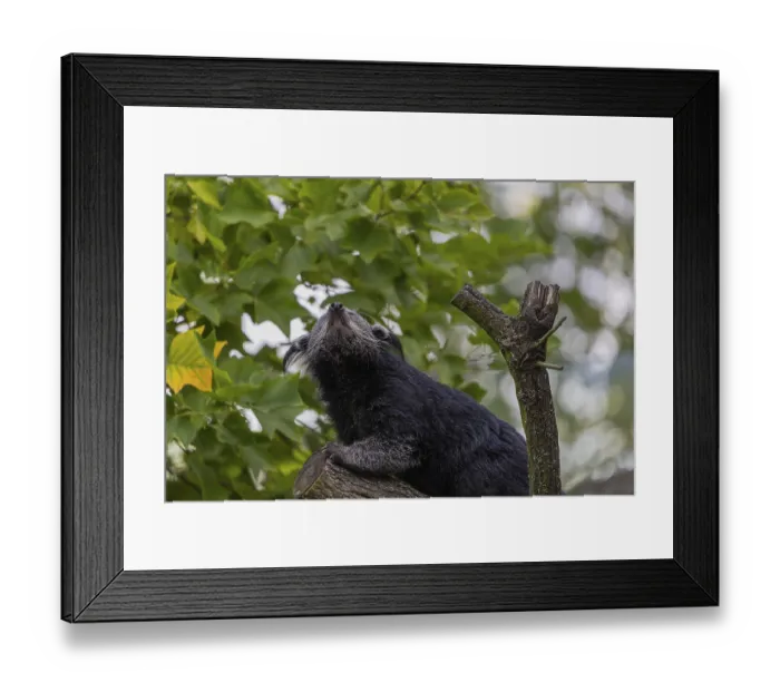 Framed Print : One binturong (Arctictis binturong)