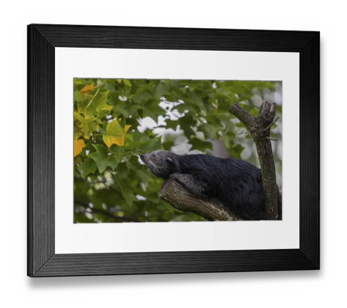 Framed Print : One binturong (Arctictis binturong) Framed Print : One binturong (Arctictis binturong)