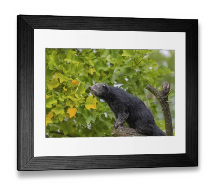 Framed Print : One binturong (Arctictis binturong)