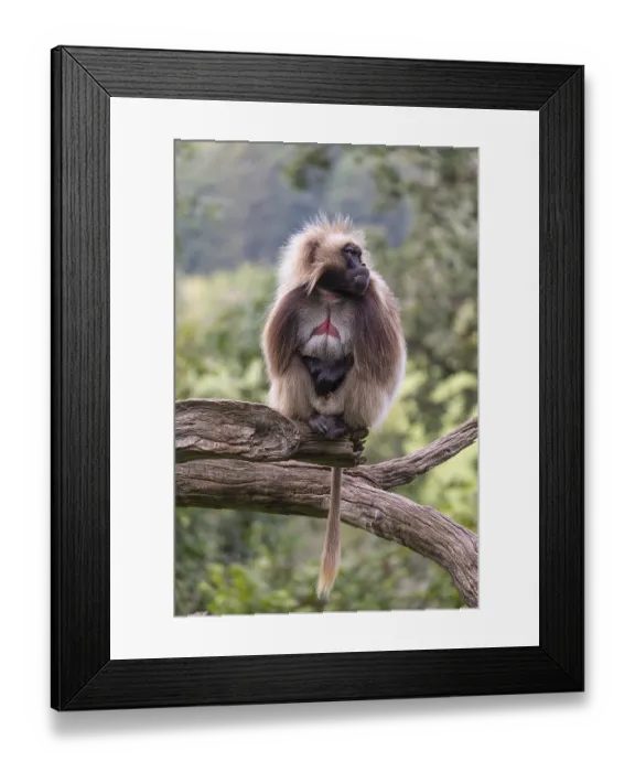Framed Print : Portrait of an adult male Gelada (Theropithecus gelada) Framed Print : Portrait of an adult male Gelada (Theropithecus gelada)