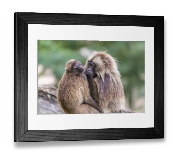 Framed Print : One adult male and one adult female Gelada (Theropithecus gelada)