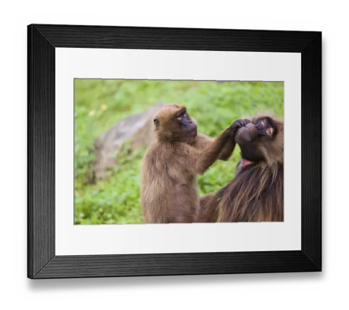 Framed Print : One female Gelada (Theropithecus gelada) Framed Print : One female Gelada (Theropithecus gelada)