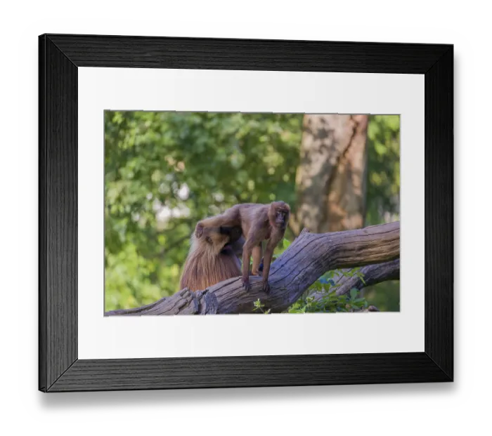 Framed Print : One adult male and one adult female Gelada (Theropithecus gelada)