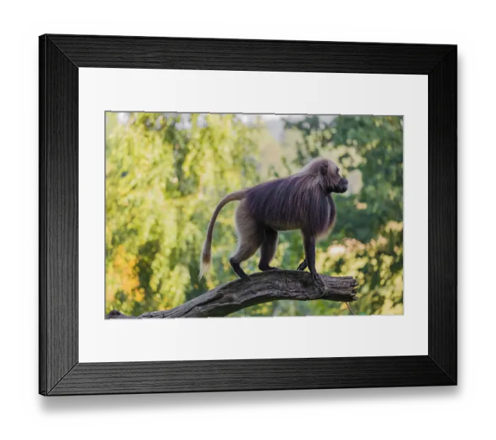 Framed Print : One adult male Gelada (Theropithecus gelada)
