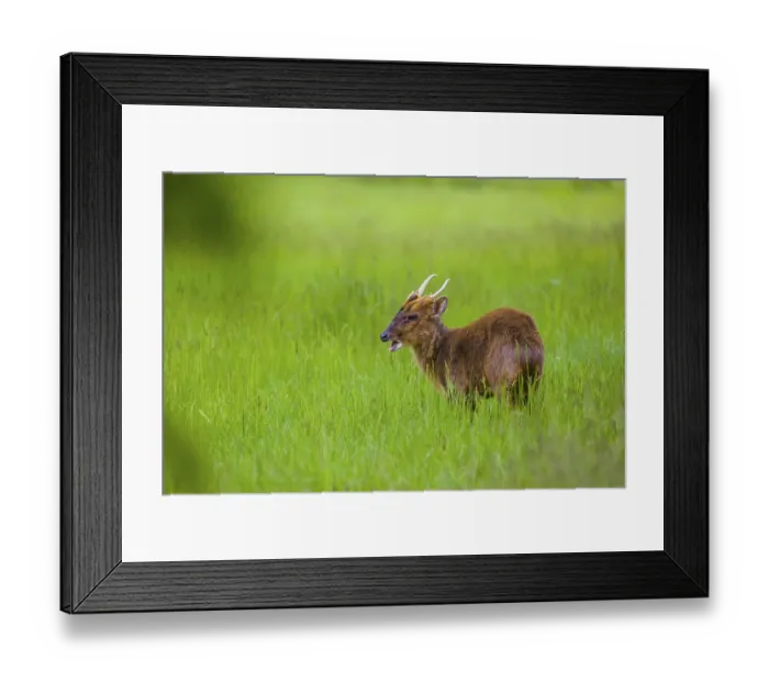 Framed Print : One male Reeves's muntjac (Muntiacus reevesi) stands on a green meadowOne male Reeves's muntjac (Muntiacus reevesi)
