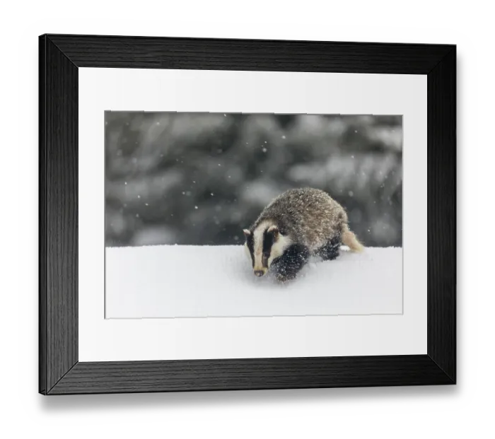 Framed Print : One young European badger (Meles meles) walking through deep snow during snow fall