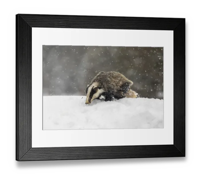 Framed Print : One young European badger (Meles meles) walking through deep snow during snow fall Framed Print : One young European badger (Meles meles) walking through deep snow during snow fall