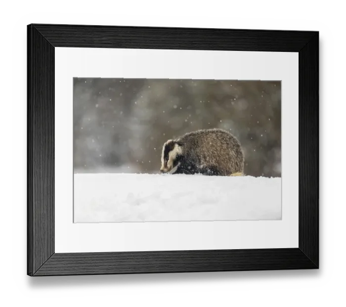 Framed Print : One young European badger (Meles meles) walking through deep snow during snow fall