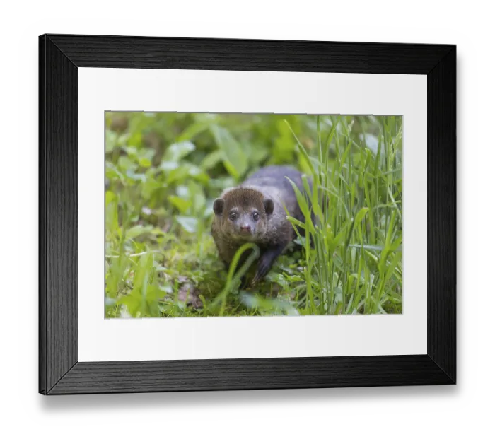 Framed Print : One Common cusimanse, Crossarchus obscurus