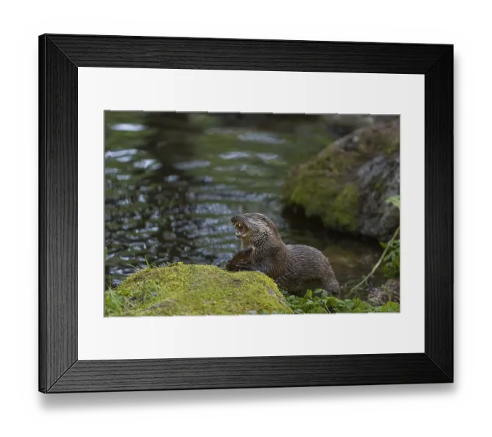 Framed Print : One Eurasian otter (Lutra lutra)