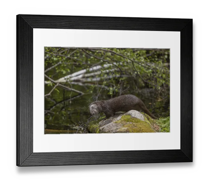 Framed Print : One Eurasian otter (Lutra lutra)