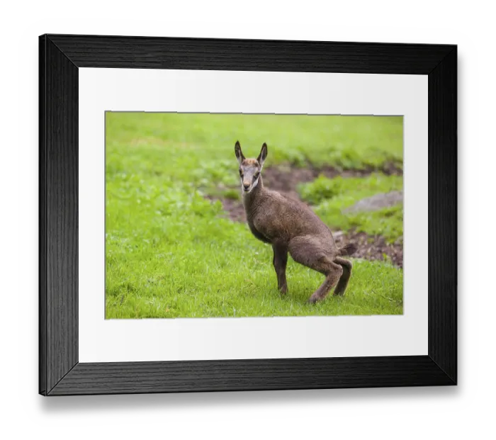 Framed Print : A young Chamois (Rupicapra rupicapra) stands on a fresh green meadow Framed Print : A young Chamois (Rupicapra rupicapra) stands on a fresh green meadow