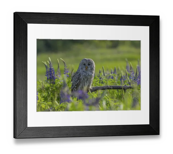 Framed Print : One Ural owl (Strix uralensis) sitting on a branch lying in a field of flowering lupines in late evening light