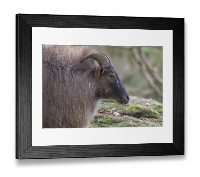 Framed Print : One male Himalayan Tahr (Hemitragus jemlahicus) standing in a forest