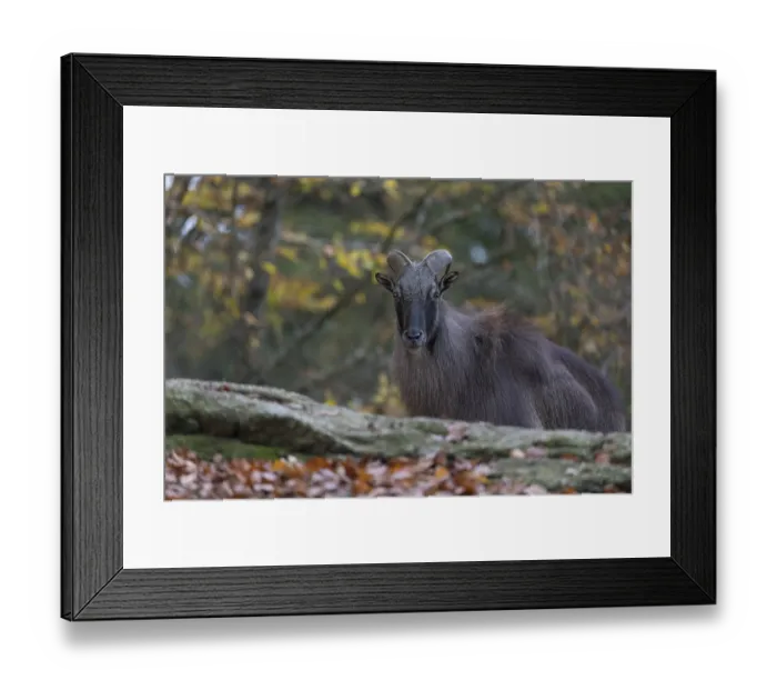 Framed Print : One male Himalayan Tahr (Hemitragus jemlahicus) standing in a forest