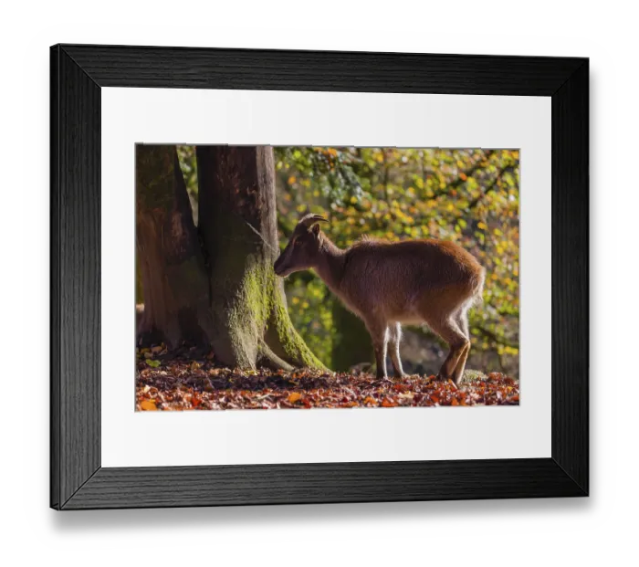 Framed Print : A female Himalayan tahr (Hemitragus jemlahicus) is backlit in a forest