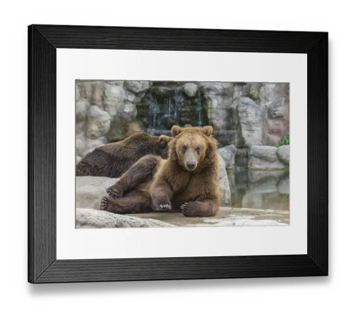 Framed Print : Two Kamchatka brown bear (Ursus arctos piscator)