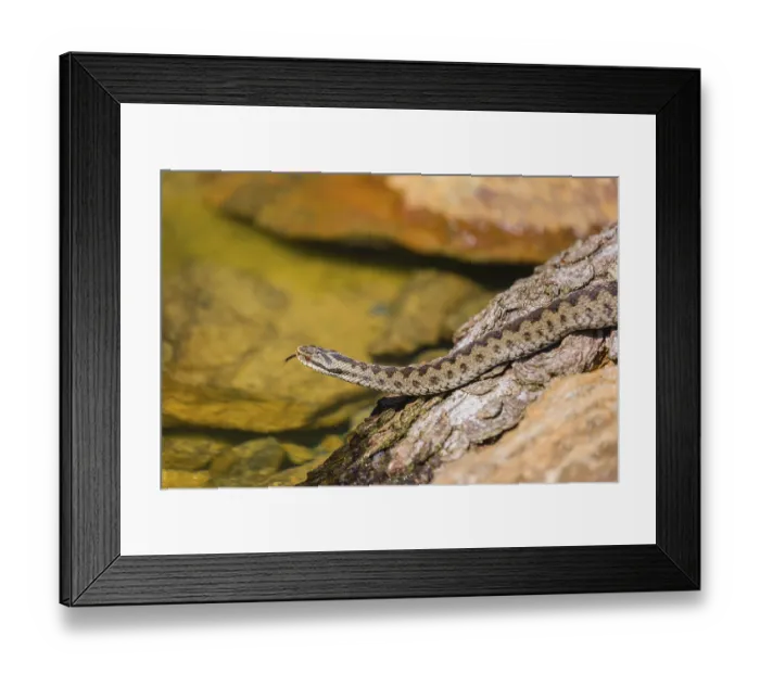 Framed Print : One Vipera berus, the common European adder or common European viper