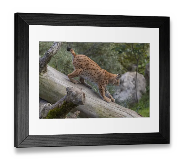 Framed Print : One Eurasian lynx, (Lynx lynx) Framed Print : One Eurasian lynx, (Lynx lynx)