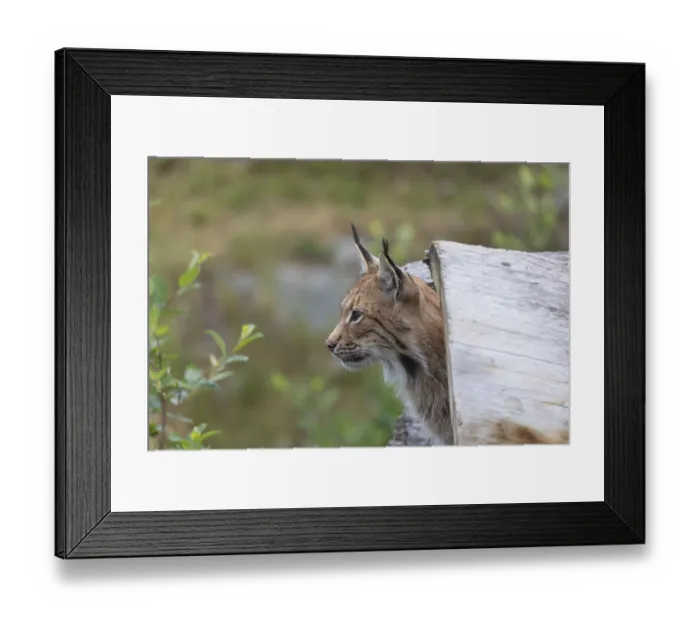 Framed Print : One Eurasian lynx, (Lynx lynx) Framed Print : One Eurasian lynx, (Lynx lynx)