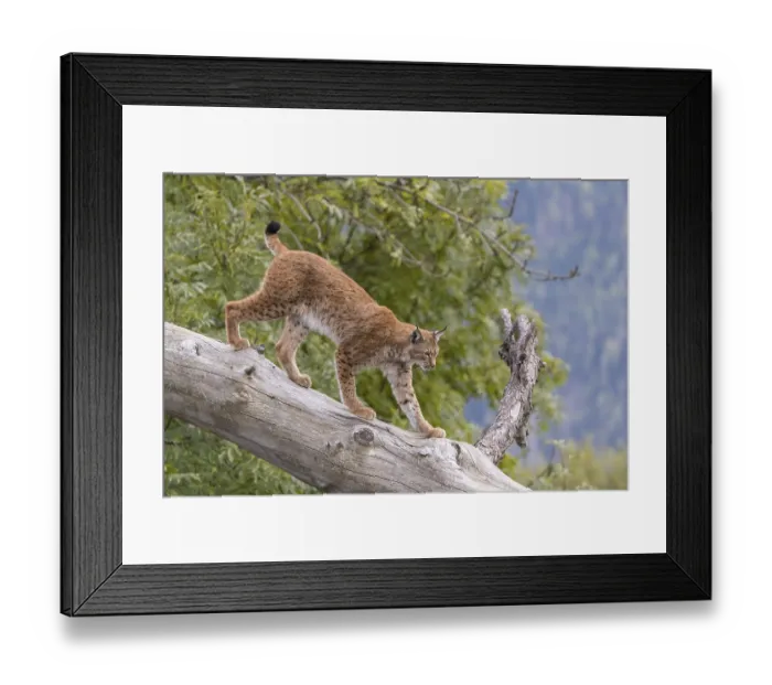 Framed Print : One Eurasian lynx, (Lynx lynx)