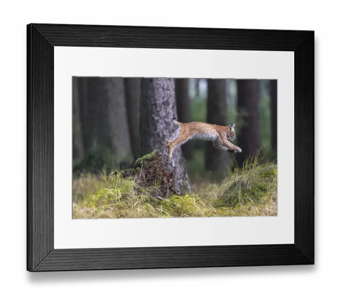 Framed Print : One young Eurasian lynx, (Lynx lynx)