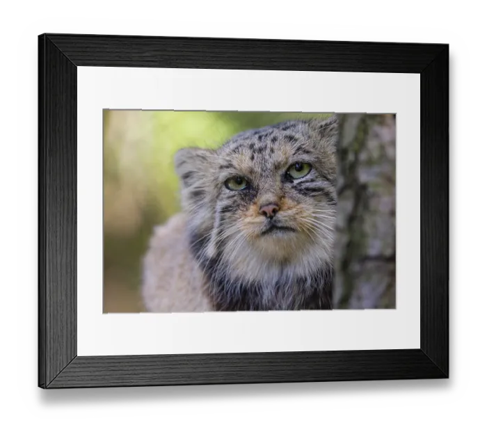 Framed Print : Portrait of a Pallas's cat (Otocolobus manul) or Manul Framed Print : Portrait of a Pallas's cat (Otocolobus manul) or Manul