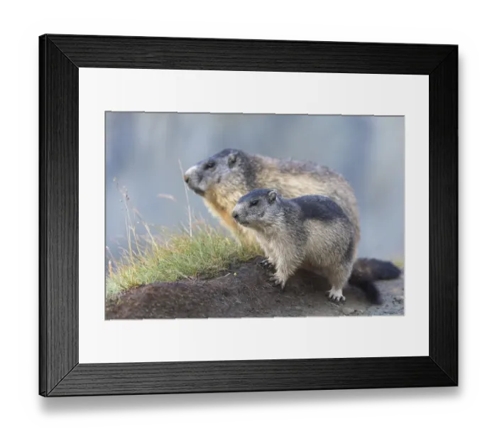 Framed Print : One adult Alpine Marmot, Marmota marmota