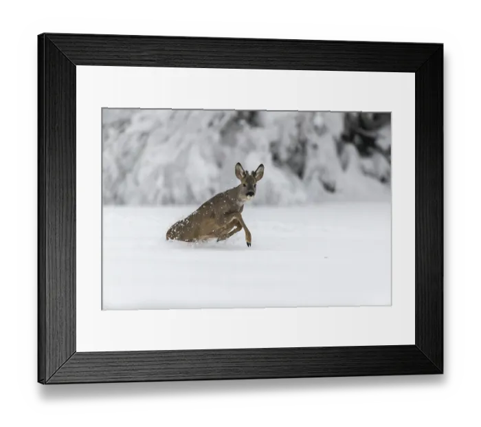 Framed Print : One young male Roe Deer, Roe buck (Capreolus capreolus)