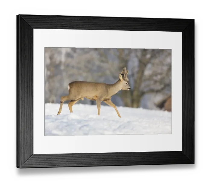 Framed Print : One male Roe Deer, (Capreolus capreolus)