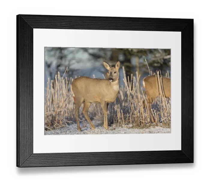 Framed Print : Roe deer standing in hoar frosted dead stinging nettle at minus 15 °C at sunrise