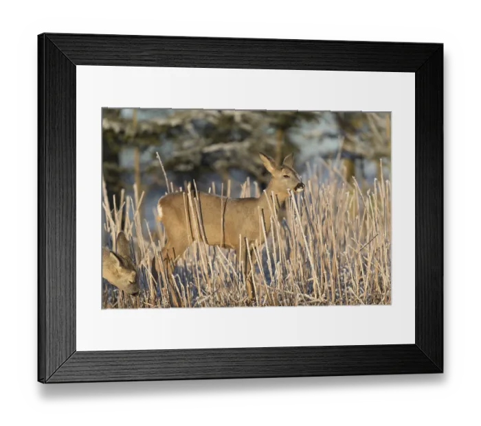 Framed Print : Roe deer standing in hoar frosted dead stinging nettle at minus 15 °C at sunrise