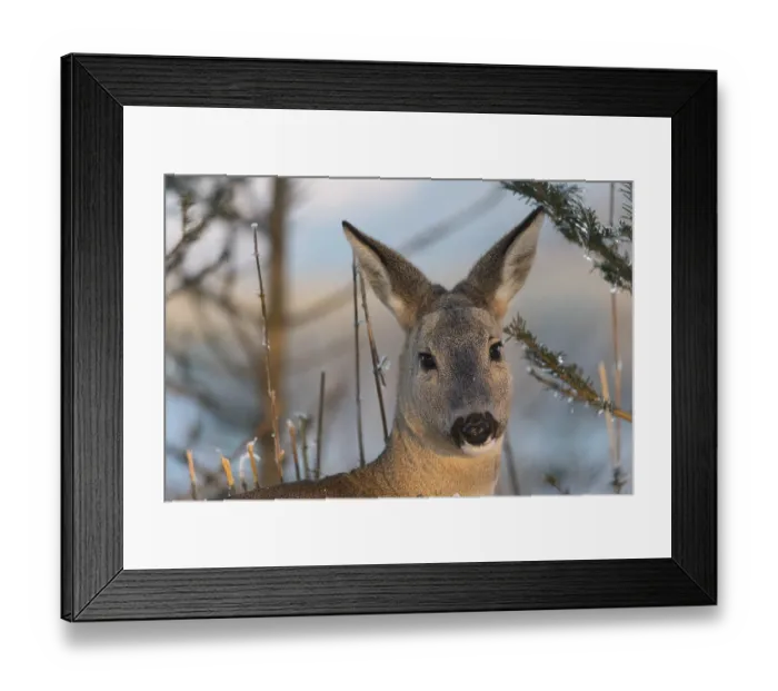 Framed Print : Roe deer between fir trees with hoar frost on the ground at minus 15 °C Framed Print : Roe deer between fir trees with hoar frost on the ground at minus 15 °C