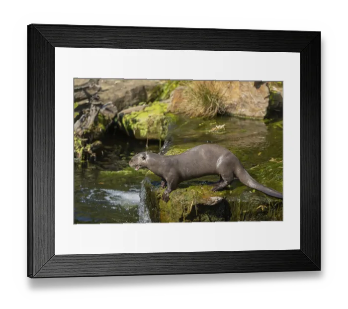 Framed Print : One giant otter or giant river otter (Pteronura brasiliensis) standing on a mossy rock above a little cascade Framed Print : One giant otter or giant river otter (Pteronura brasiliensis) standing on a mossy rock above a little cascade