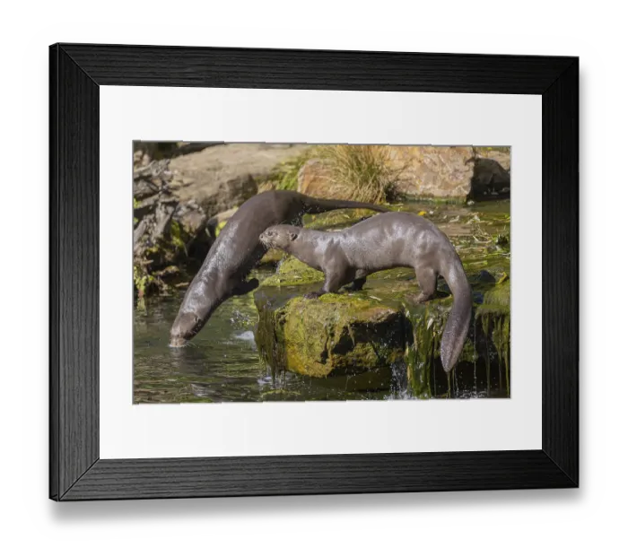 Framed Print : One giant otter or giant river otter (Pteronura brasiliensis)